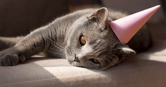 Cadeau pour propriétaire de chat : 10 idées originales pour amoureux des félins