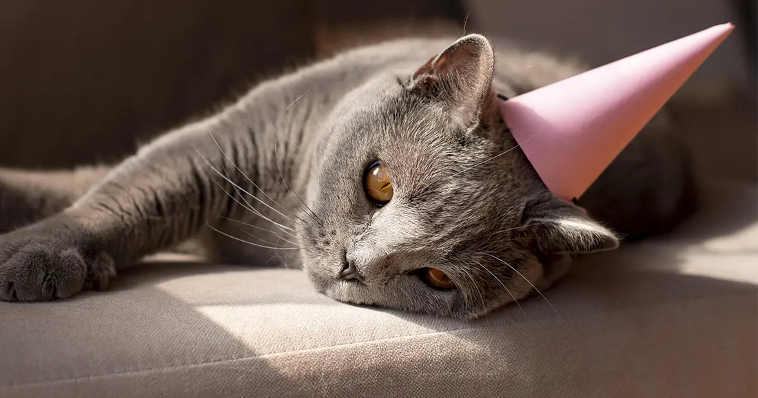 10 idées cadeaux originaux pour propriétaire de chat