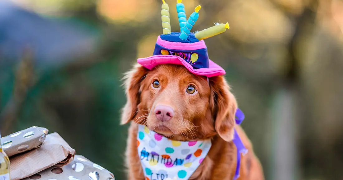 Cadeau d'anniversaire pour propriétaire de chien ou chat : 10 idées qui marquent vraiment