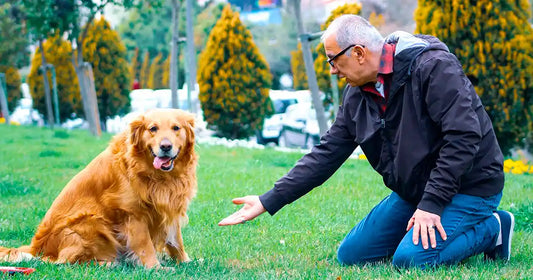 Fête des pères : 10 idées cadeaux pour un vrai dog dad 🐶👨