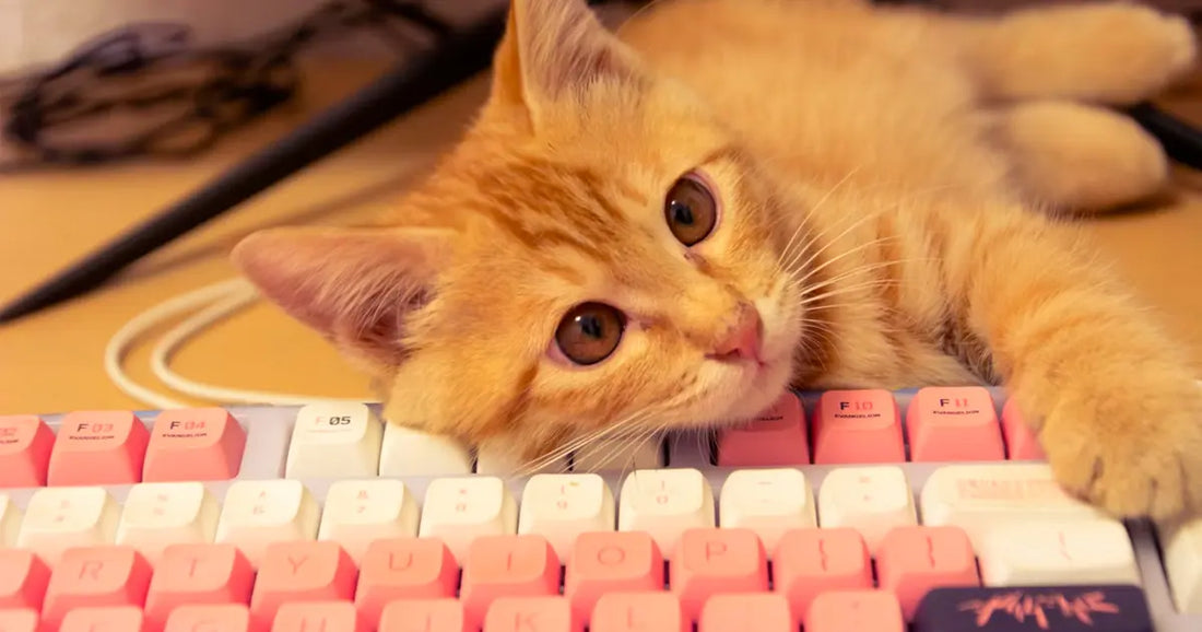 Cadeau geek chat : 10 idées pour les propriétaires de chat fans de jeux vidéo 🎮🐱