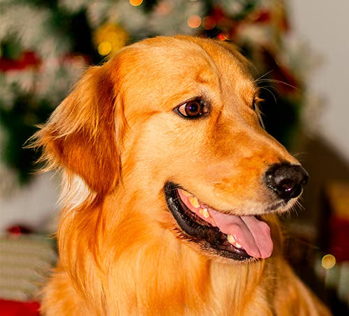 Golden Retriever souriant devant un sapin de Noël